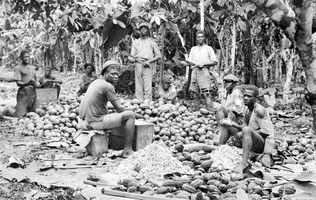 fotografia historica de personas afrodecendientes trabajando en una plantacion de cacao representando la resistencia y la lucha contra la esclavitud y el racismo